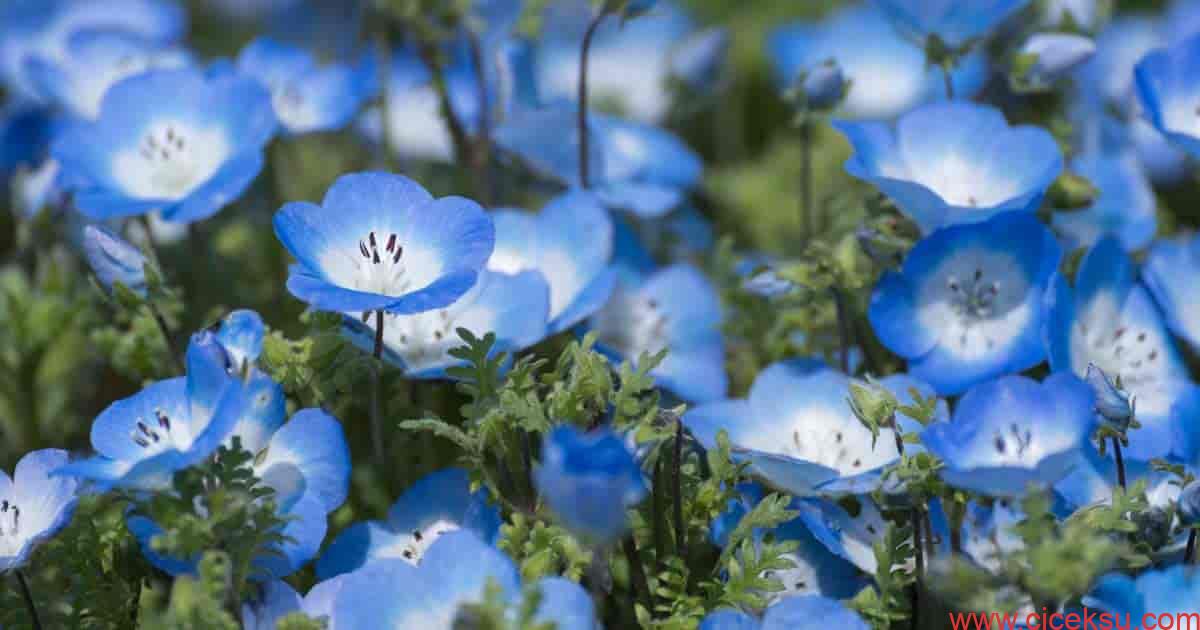 Mavi Gözlü Bebek Çiçeği (Nemophila)