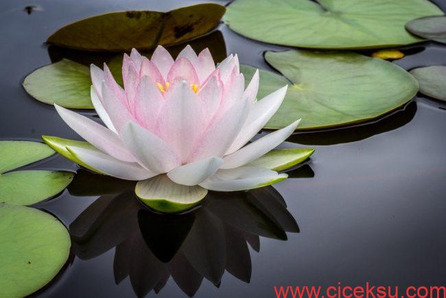 Lotus Çiçeği Bakımı Nasıl Yapılır?